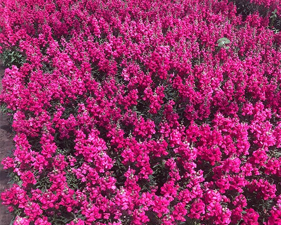 花海景观工程