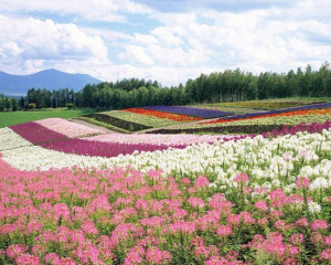 景观花海设计